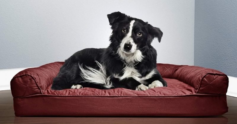 miglior divano ortopedico per cani