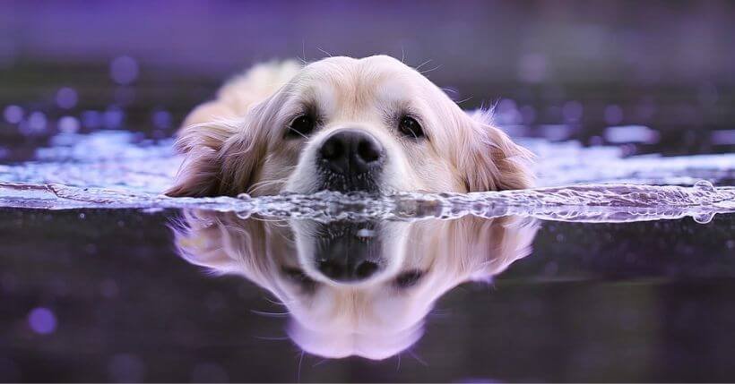 piscina per cani